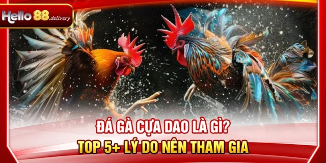 Đá Gà Cựa Dao Là Gì? TOP 5+ Lý Do Nên Tham Gia