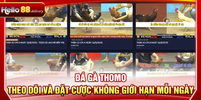Đá Gà Thomo - Theo Dõi Và Đặt Cược Không Giới Hạn Tại HELLO88