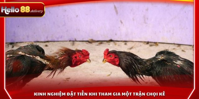 Kinh nghiệm đặt tiền khi tham gia một trận chọi kê