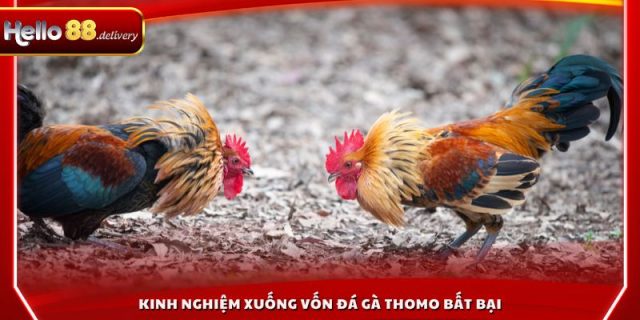Kinh nghiệm xuống vốn đá gà thomo bất bại