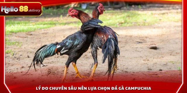 Lý do chuyên sâu nên lựa chọn đá gà Campuchia