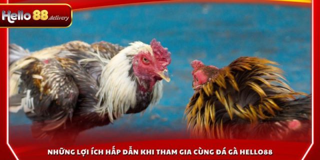 Những lợi ích hấp dẫn khi tham gia cùng đá gà hello88