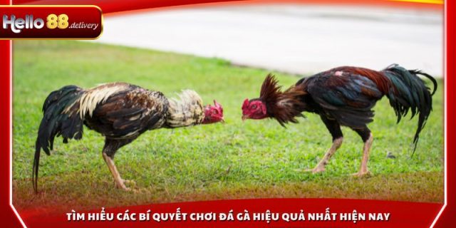 Tìm hiểu các bí quyết chơi đá gà hiệu quả nhất hiện nay