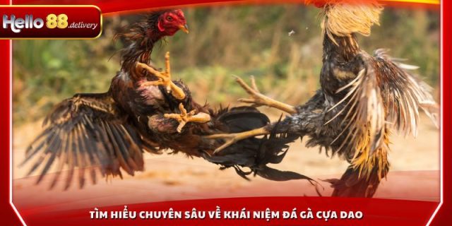 Tìm hiểu chuyên sâu về khái niệm đá gà cựa dao