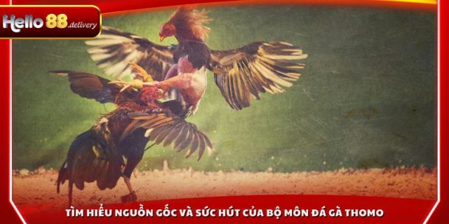 Tìm hiểu nguồn gốc và sức hút của bộ môn đá gà thomo