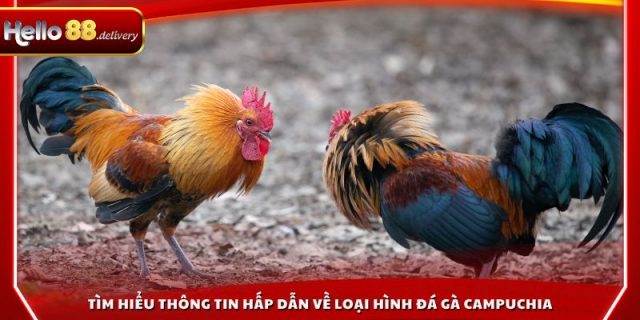 Tìm hiểu thông tin hấp dẫn về loại hình đá gà campuchia