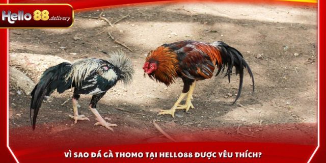 Vì sao đá gà thomo tại HELLO88 được yêu thích?