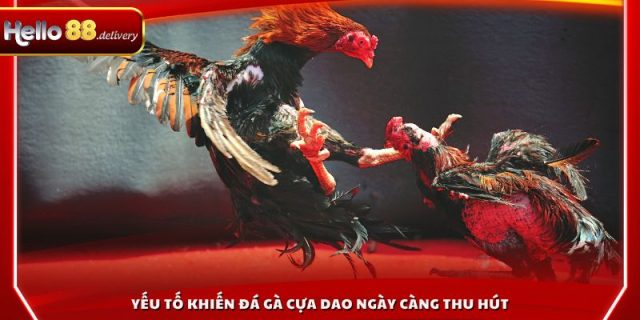 Yếu tố khiến đá gà cựa dao ngày càng thu hút
